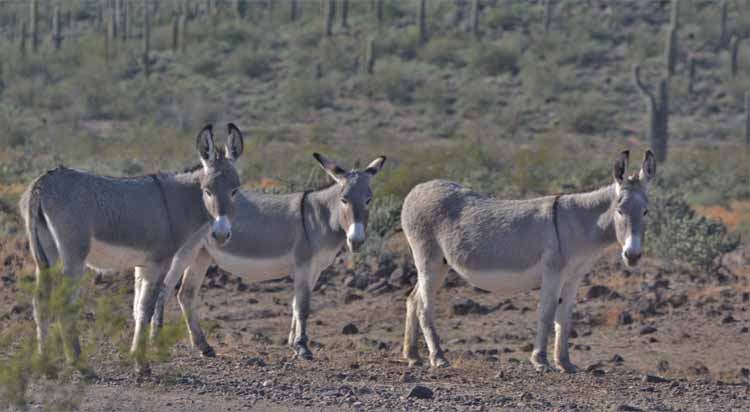 burros
